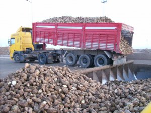 Pancar nakliyesi 'gözde taşımacılık' oldu