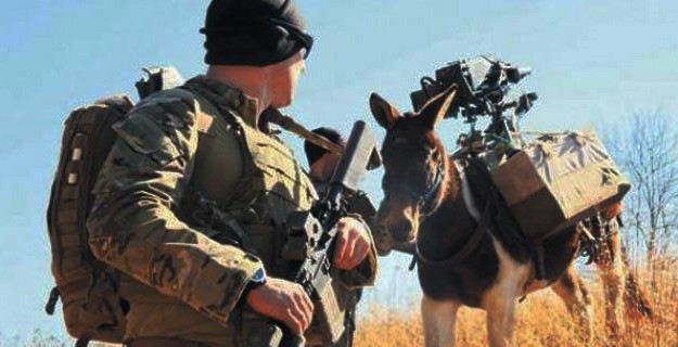 TSK, taşıma için 900'e yakın katır alacak