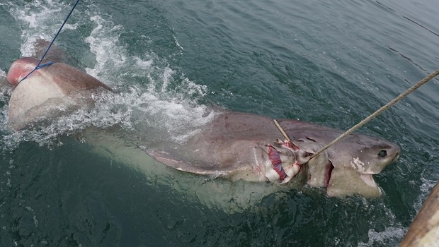 Tekirdağ'da yakalandı, kamyona sığmadı