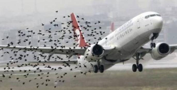 THY uçağı kuş sürüsüne çarptı, uçaklar inemedi