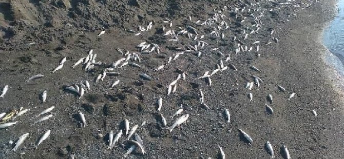 Bu balıklara neler oluyor?