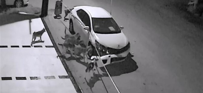 Sokak köpekleri otomobili böyle parçaladı!