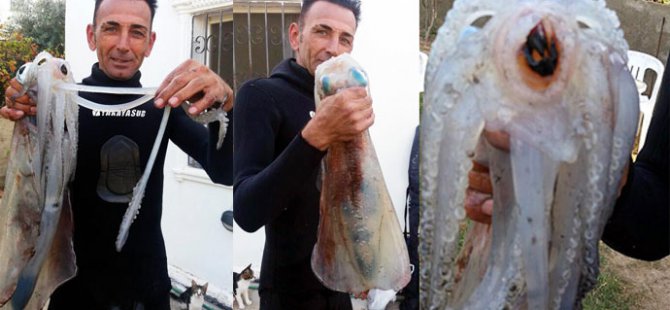 Bodrum'da tuttu, gözlerine inanamadı!