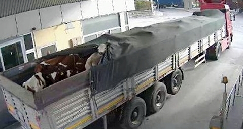 İzmir Limanı'nda akıl almaz dolandırıcılık