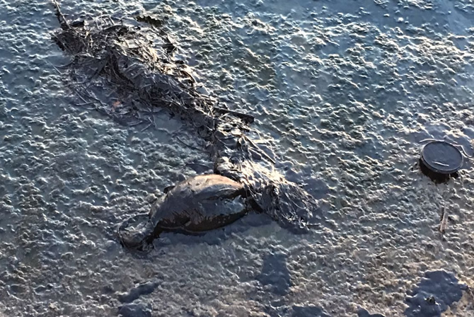 İzmit Körfezi yok olma tehdidi ile karşı karşıya