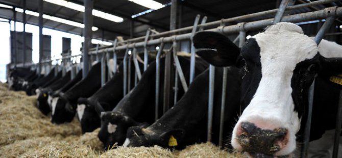 Türkiye İrlanda’dan 40 bin sığır ithal edecek