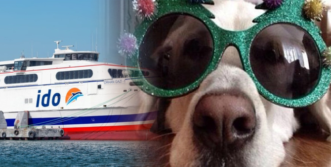 İDO, "Bir şey olmaz" dedi ama köpek öldü