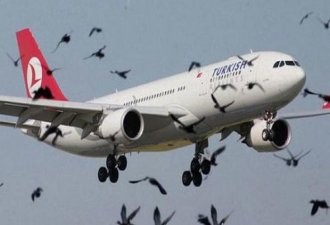 3. havalimanında martı tehlikesi ortadan kalkıyor