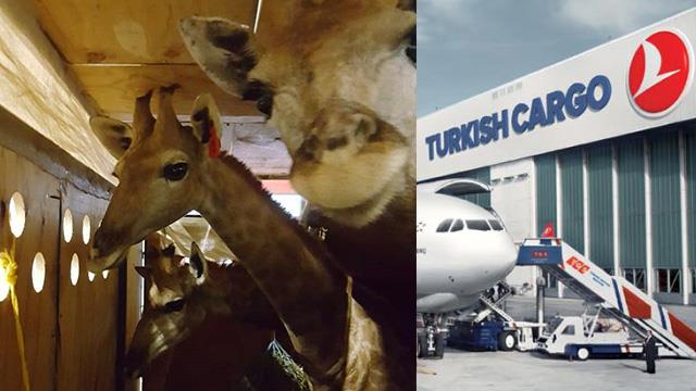 Turkish Cargo’da her canlıya yer var