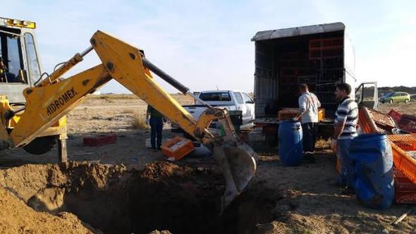 Aman dikkat! Belgesiz taşınan tavuklar itlaf edildi