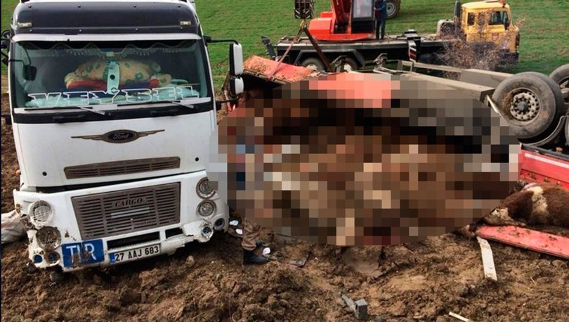 Amasya'da TIR devrildi, 14 büyükbaş öldü