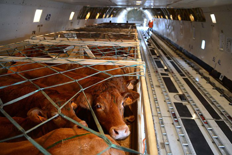 Türkiye'den taşımacılıkta hayvanların korunması adımı