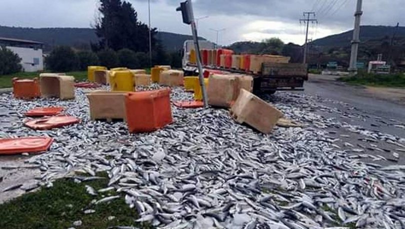 TIR devrildi karayolu, balık yolu oldu