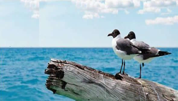 Deniz kazaları ve çevreye etkisiyle ilgili konferans 2 Mayıs’ta