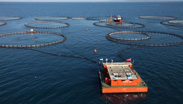 Çiftlikler açık denize taşındı, levrek dünya lideri oldu