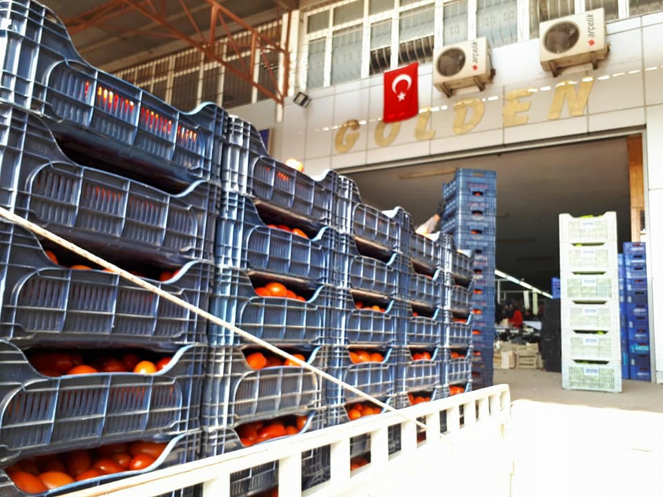 Domates TIR'larda, Rusya'dan haber bekleniyor