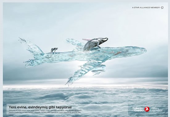 Beyaz Balinalar Turkish Cargo ile taşındı