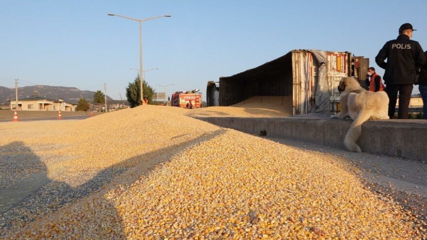 TIR devrildi, tonlarca mısır yola saçıldı
