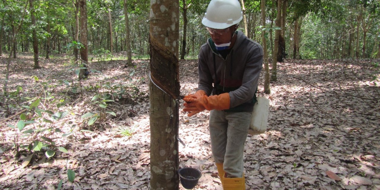 Michelin, Royal Lestari Utama’nın Yüzde 51’ini Daha Satın Aldı