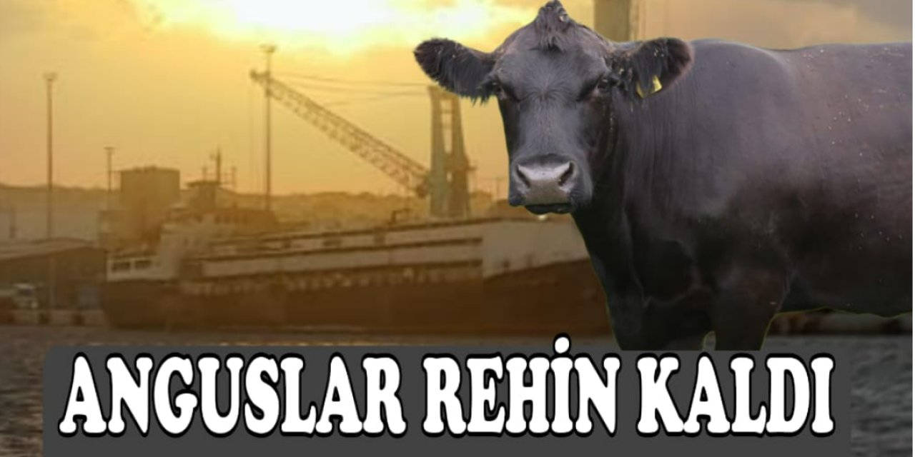 Liman, ithalatı onaylamadı; hayvancıklar ve Bandırma halkı mağdur