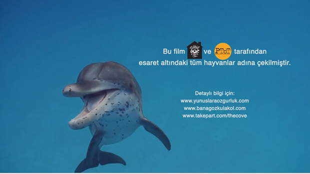 Sanatçılar parklardaki esir yunuslara sahip çıktı