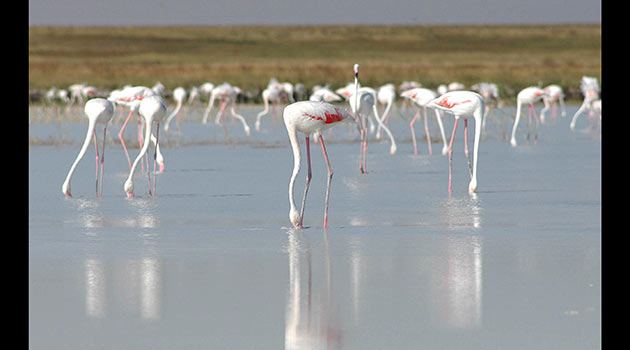 Tuz Gölü için kırmızı alarm