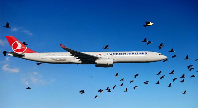 Pistler, ölü kuşlardan temizleniyor