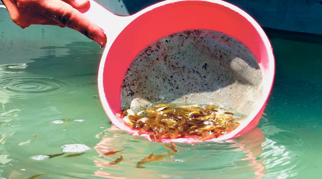 3,5 milyon yavru balık göllere bırakıldı