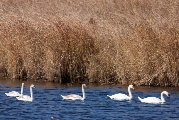 İğneada'da hedef: Turizm ve Sınır Kapısı
