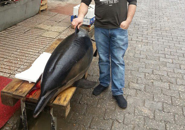 "Babamla yakaladığımız yunus balığı" dedi ceza aldı