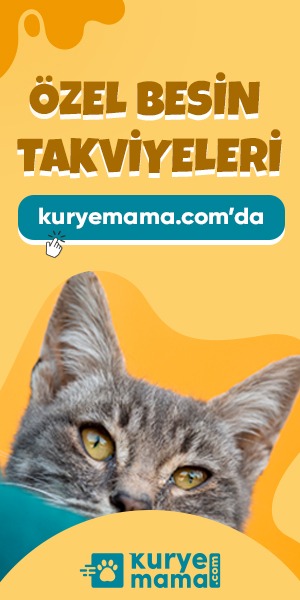 kedi-mamasi2.jpeg