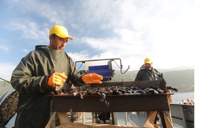 midye-gemisi.jpg midye-gemisi.jpg